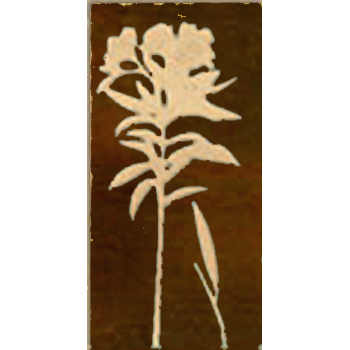 Mosaic House Moroccan tile CH-Oleander A 19 Brown,    chiseled field 